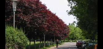 Parcul Univ. Politehnica Bucuresti - alergare in Bucuresti