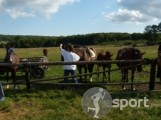 Pensiunea Cabana 3 Stejari - echitatie in Rupea | faSport.ro